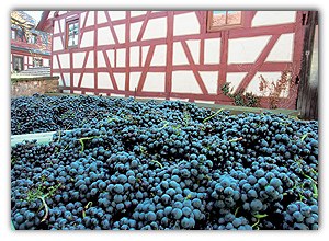 Herbschd: Weinlese im Kraichgau